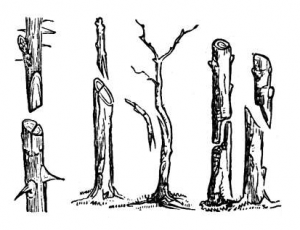 Plant-Graft-Types1-300x230